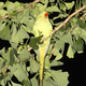 Illustration for article titled Feral Parrots of Tokyo Are a Spooky Presence Flocking Above